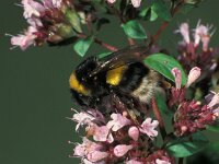 Bombus terrestris 1, Aardhommel, Saxifraga-Frits Bink